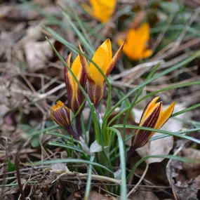 Cloth of Gold Crocus (Crocus  angustifolius)